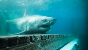 skynews-great-white-shark_6677028-1
